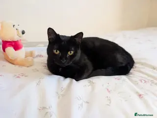 Mixed Breed cats 1 yr rescue cat desperately needs family to love - Advert 18