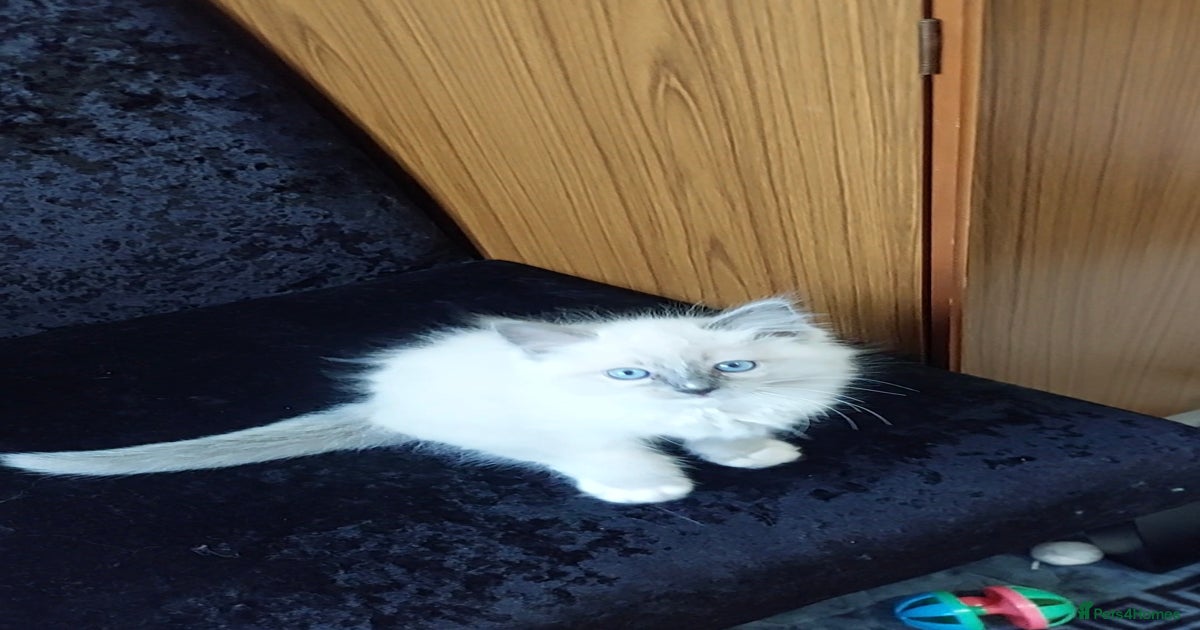 Adorable purebred original Ragdoll boy. 🐱 for sale in Leicester ...