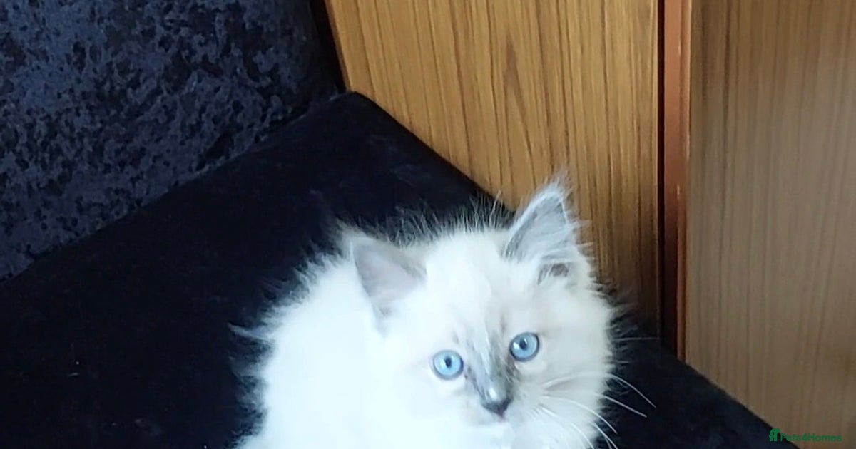 Adorable purebred original Ragdoll boy. 🐱 for sale in Leicester ...