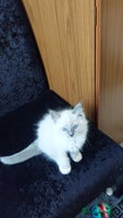 Ragdoll cats Adorable purebred original Ragdoll boy. 🐱 - Advert 1