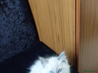 Ragdoll cats Adorable purebred original Ragdoll boy. 🐱 - Advert 1