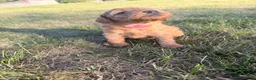 Miniature Poodle dogs for sale:  🐾 KC Registered Miniature Poodles-Red&Apricot 🐾 - Advert 14