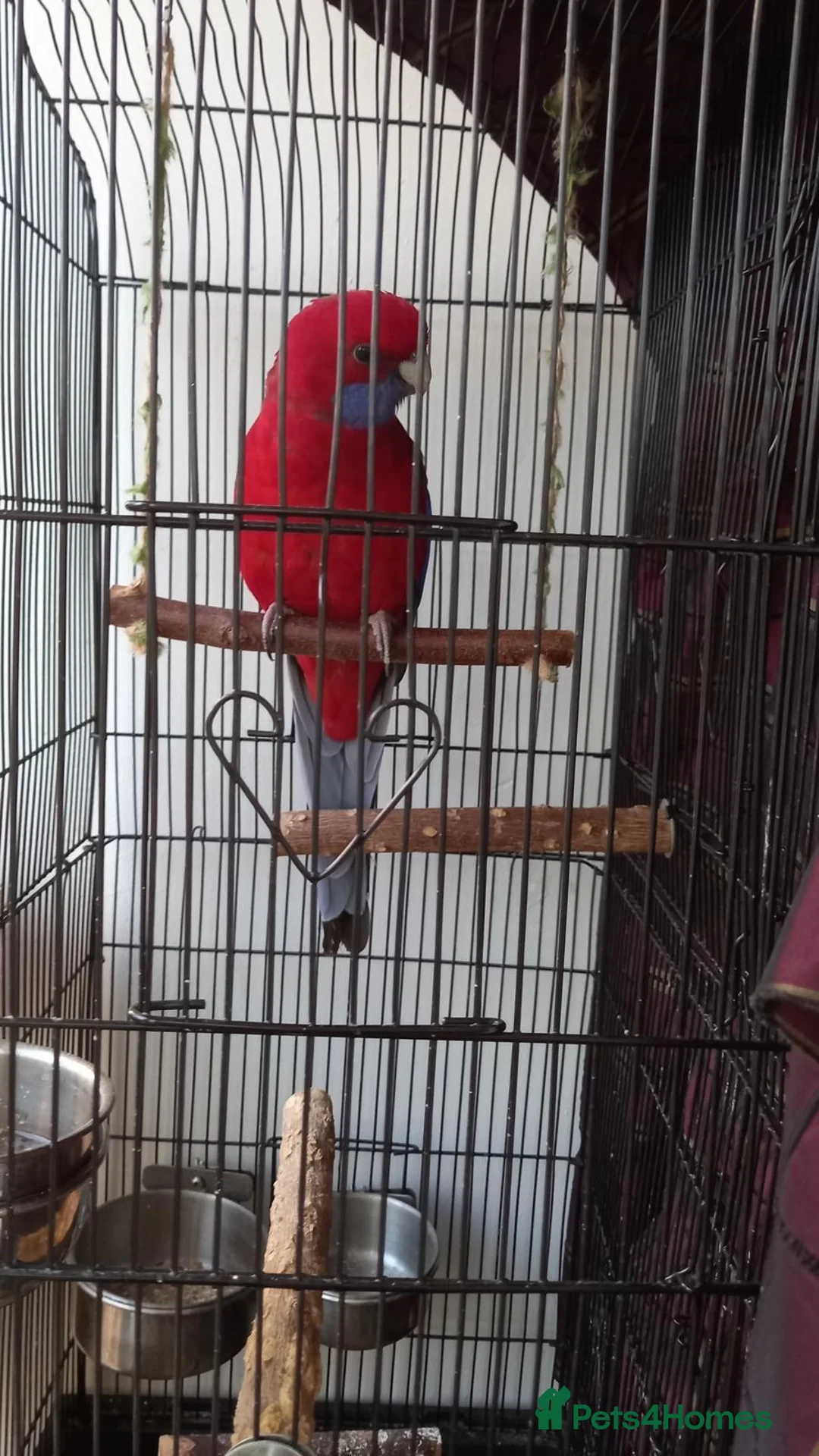 Parrots birds for sale: Crimson rosella  in Birmingham - Advert 2