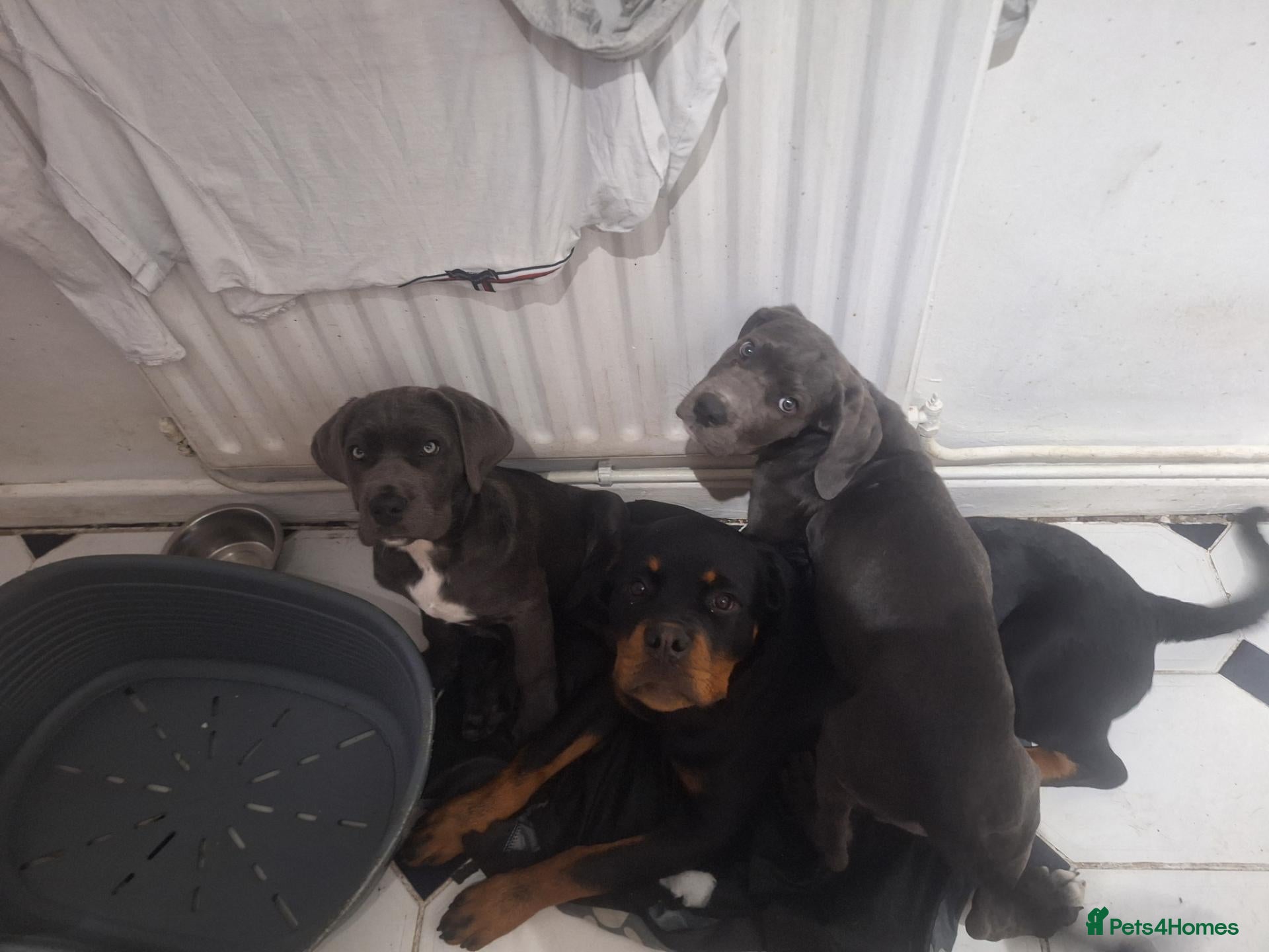 Cane Corso dogs Nella  - Advert 2