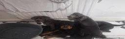 Cane Corso dogs for sale: Nella  in Stoke-on-Trent - Advert 2