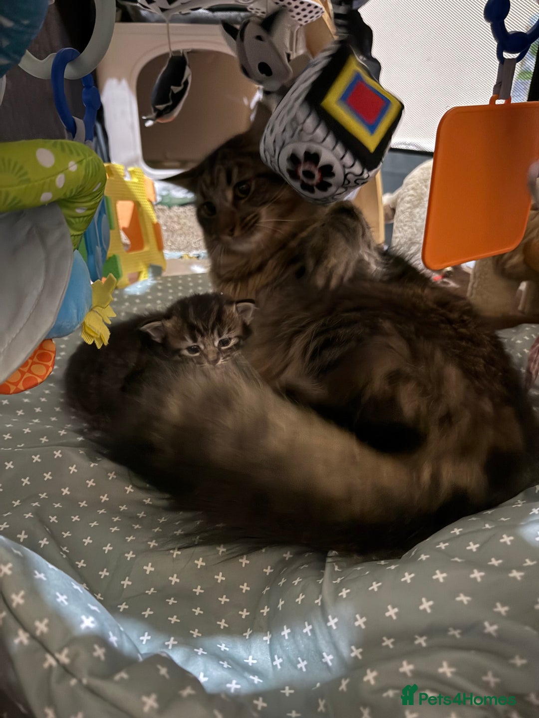 Mixed Breed cats for sale: 4 Healthy Adorable Fluffy Tabby Kittens 🐱💕💘 - Advert 8