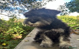 Miniature Schnauzer dogs for sale: KC miniature schnauzer (house trained) - Image 7