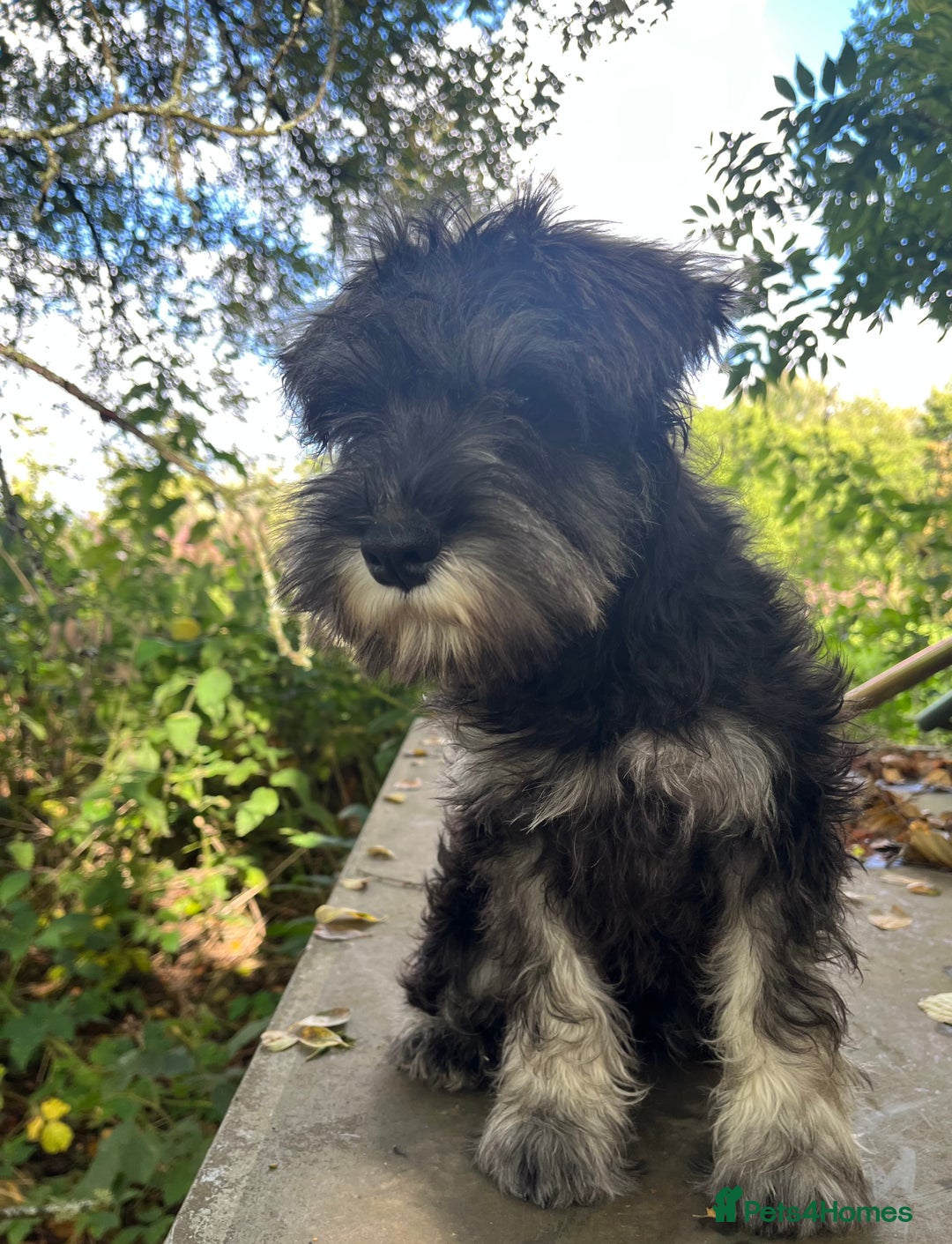 Miniature Schnauzer dogs for sale: KC miniature schnauzer (house trained) - Image 7