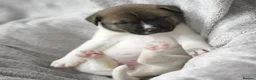 Mixed Breed dogs for sale: F1 American Bulldog x American Akita Puppies in London - Advert 10