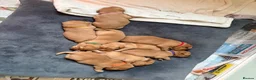 Labrador Retriever dogs for sale: Fox red Labrador puppies for sale - Advert 7