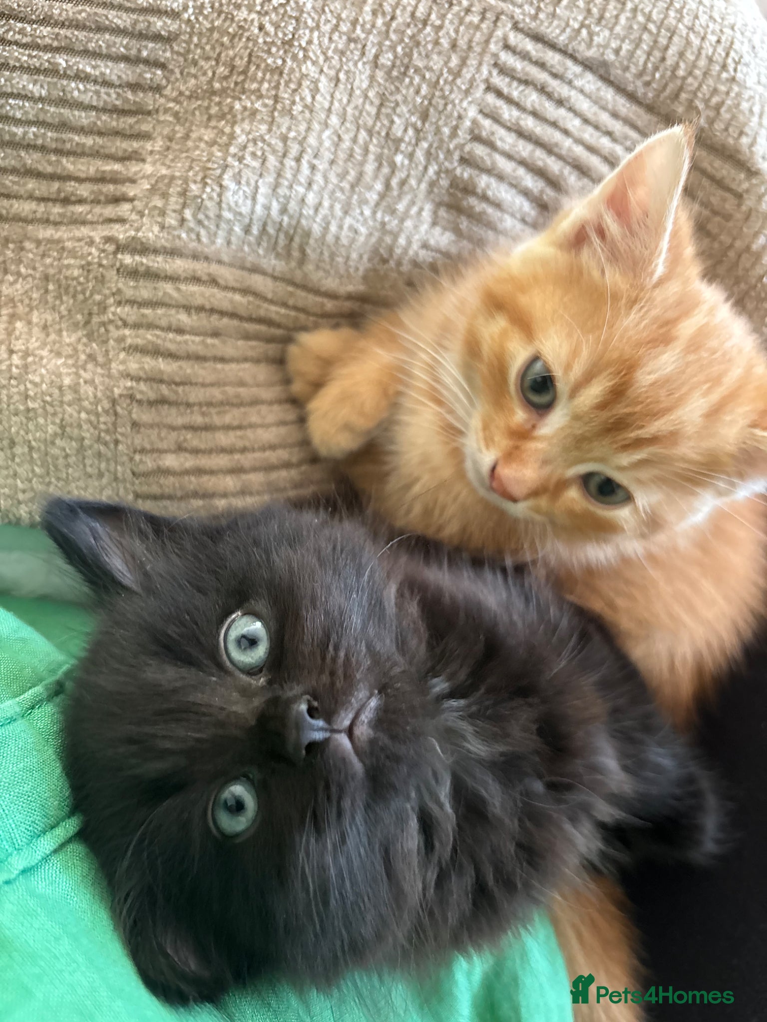 Mixed Breed cats Fluffy chunky kittens  - Advert 1