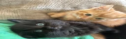 Mixed Breed cats for sale: Fluffy chunky kittens  - Advert 1