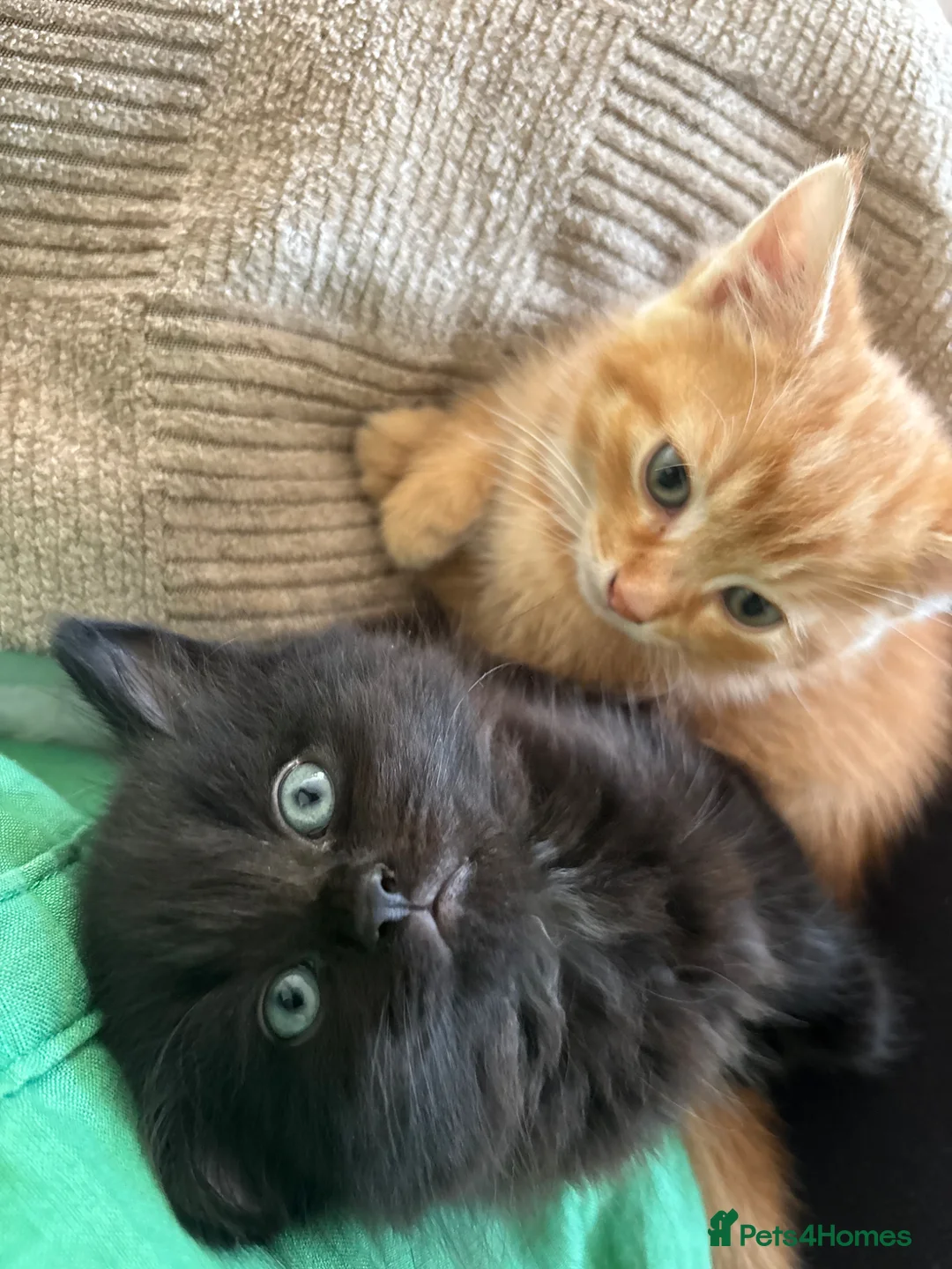 Mixed Breed cats for sale: Fluffy chunky kittens  - Advert 1