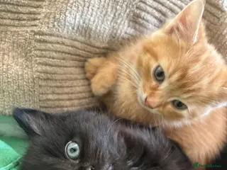 Mixed Breed cats Fluffy chunky kittens - Advert 14