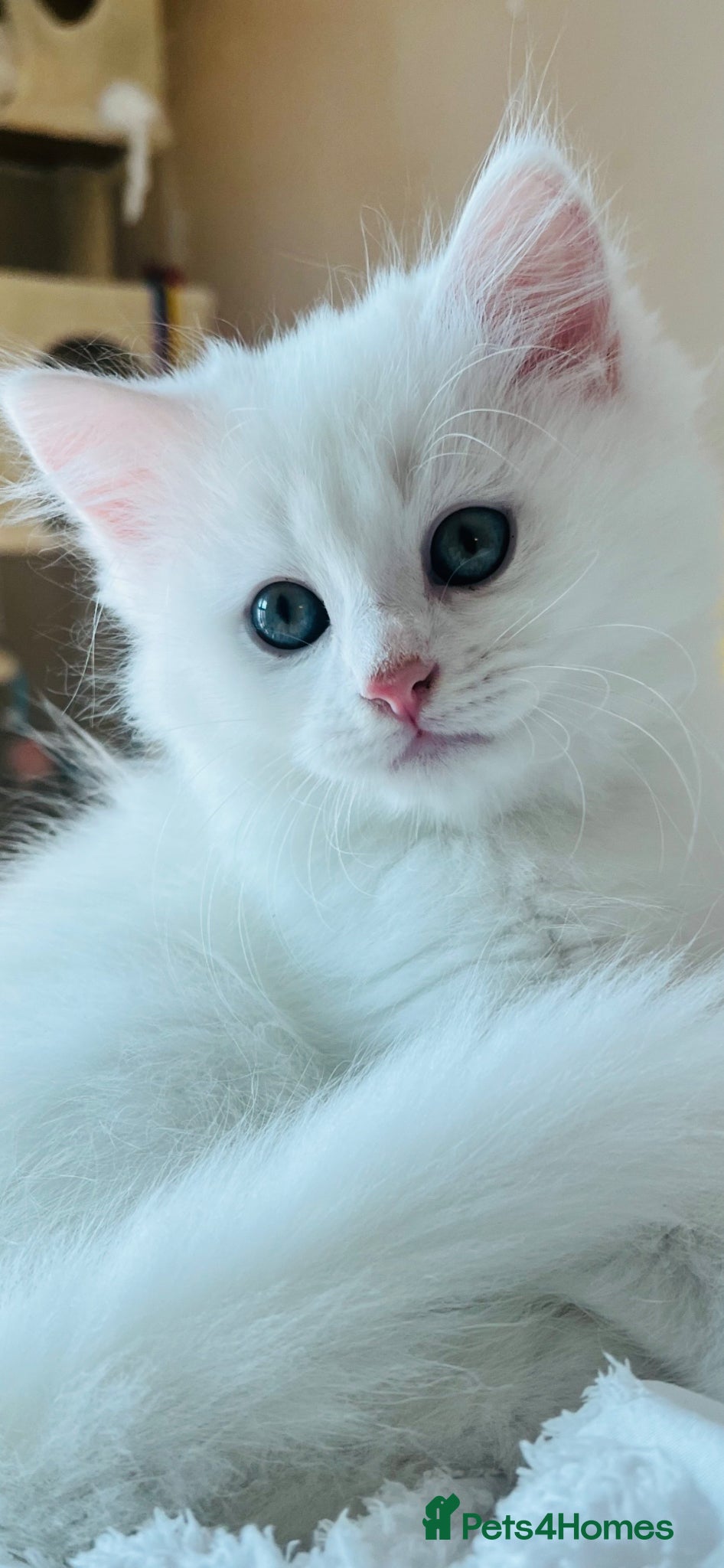 Mixed Breed cats Persian X kittens ready for loving homes  - Advert 8