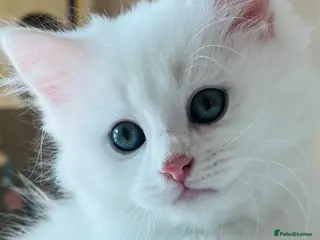 Mixed Breed cats Persian X kittens ready for loving homes - Advert 8