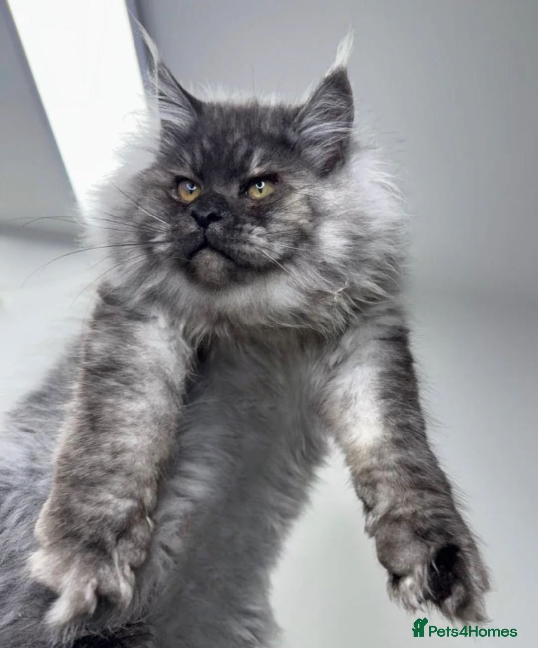 Maine Coon cats for sale: XXL Maine Coon Male - Advert 5