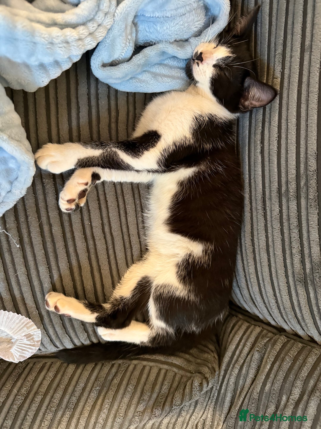 Mixed Breed cats for sale: Male kitten  - Advert 3