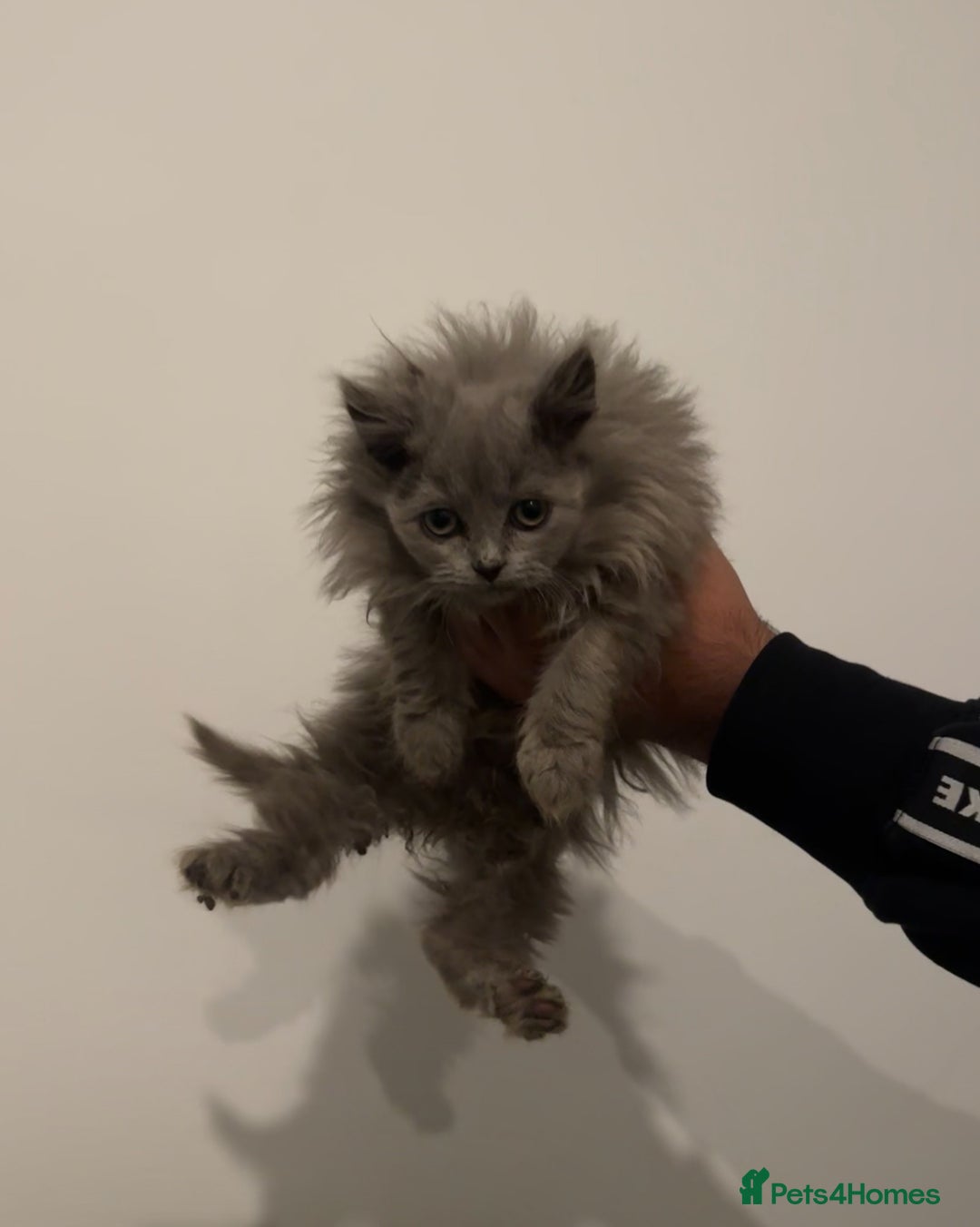 British Longhair cats for sale: Adorable British Longhair Kittens Ready Now! - Advert 29