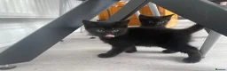 Mixed Breed cats for sale: Kittens for sale  - Advert 6