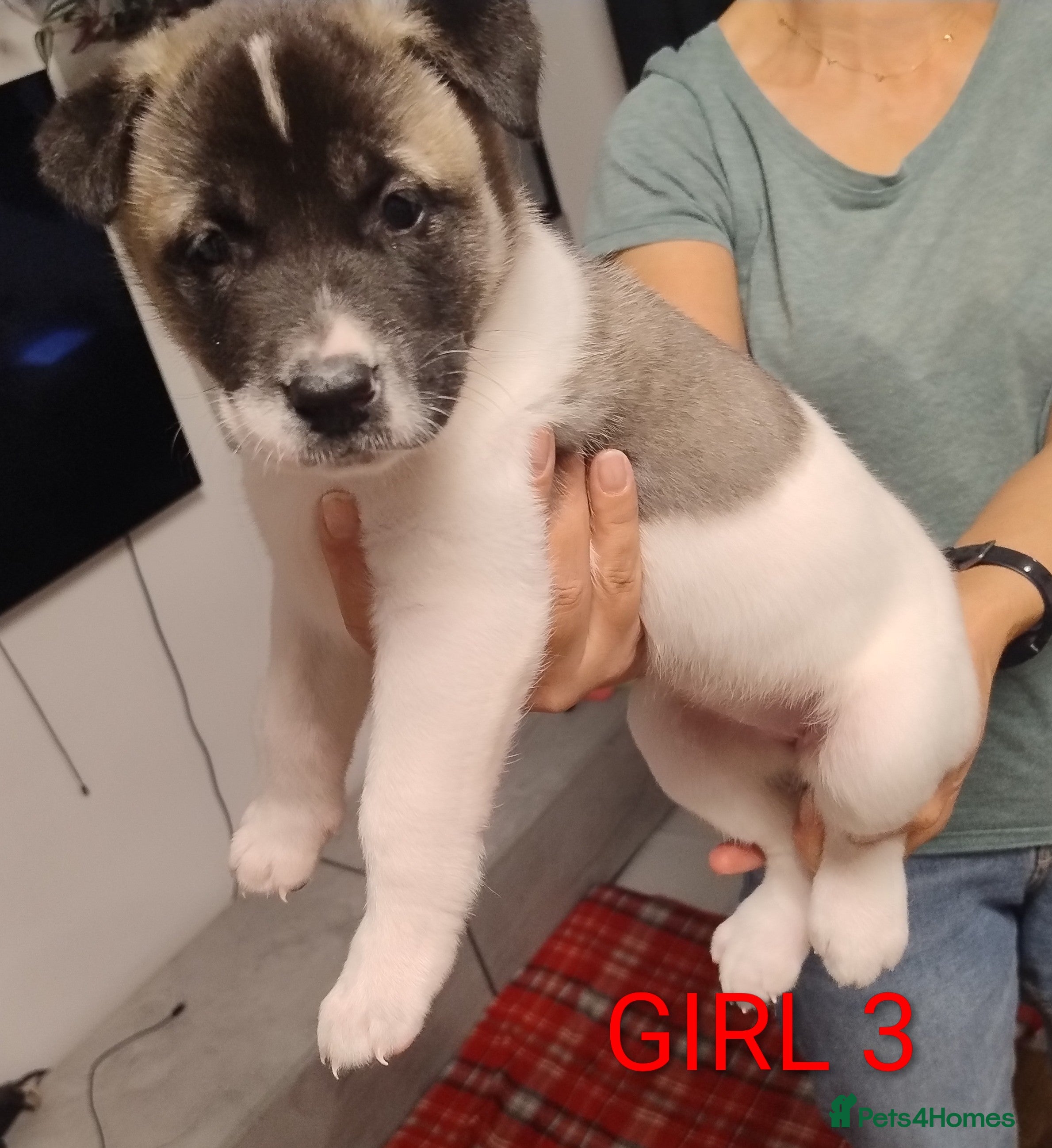 Akita dogs American Akita for sale - Advert 6