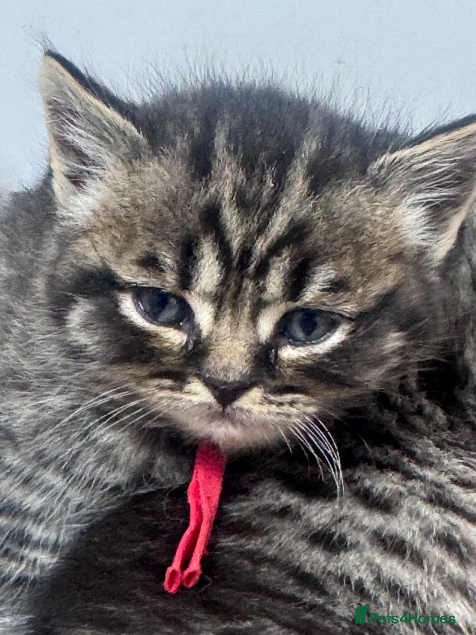 Scottish Fold cats Scottish striaght kittens registered  - Advert 1