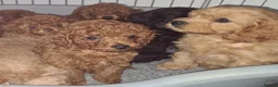 Cavapoo dogs for sale: Tiny toy red cavapoo litter due  - Advert 8