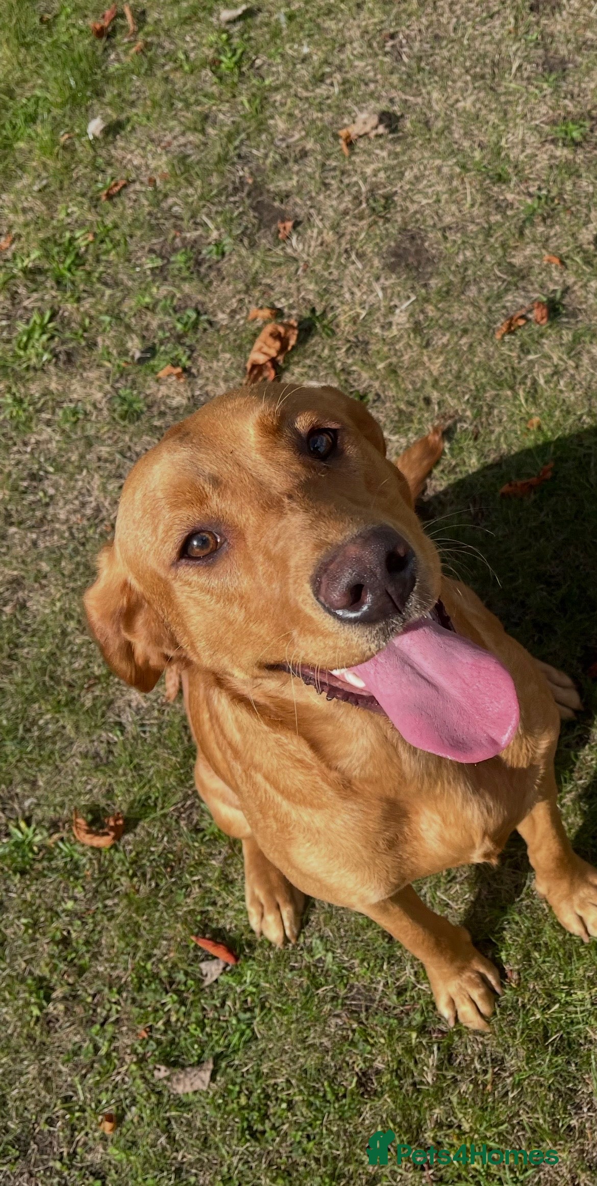 Labrador Retriever dogs Beautiful Labrador for rehoming  - Advert 15