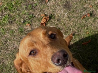 Labrador Retriever dogs Beautiful Labrador for rehoming - Advert 11