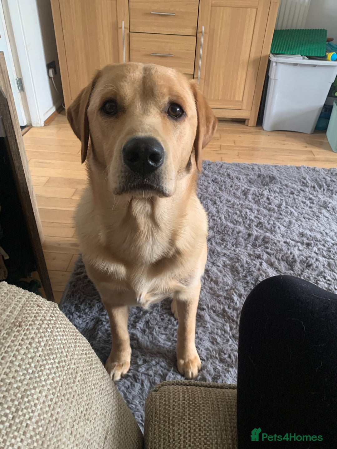 Labrador Retriever dogs for stud: Bred for Temperament Labrador Stud in Hull - Image 6