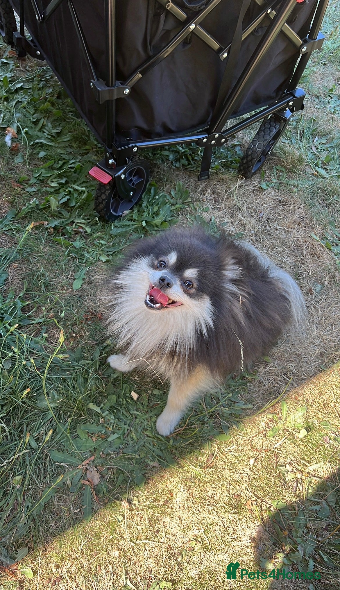 Pomeranian dogs Blue & Tan Pomeranian  - Advert 1
