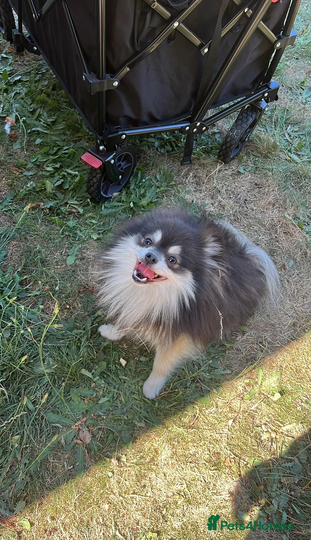 Pomeranian dogs for sale: Blue & Tan Pomeranian  in Ipswich - Advert 1