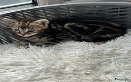 Bengal cats for sale: MARBLED & Spotted BENGALS TiCA Reg 1 kitten left  - Image 10