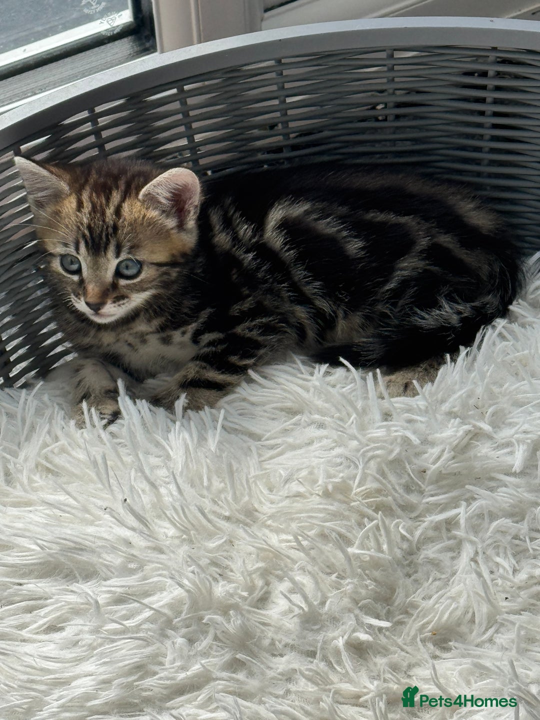 Bengal cats for sale: MARBLED & Spotted BENGALS TiCA Reg 1 kitten left  - Image 10