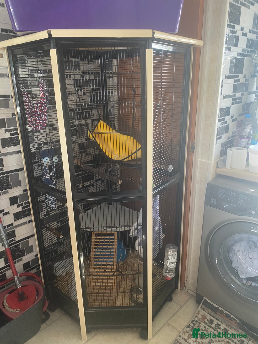 Rat rodents for sale: 4 male rats for sale + cage - Image 1