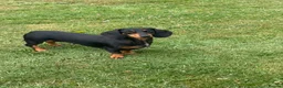 Miniature Dachshund dogs for sale: 3 year old miniature Dutchhound - Advert 2