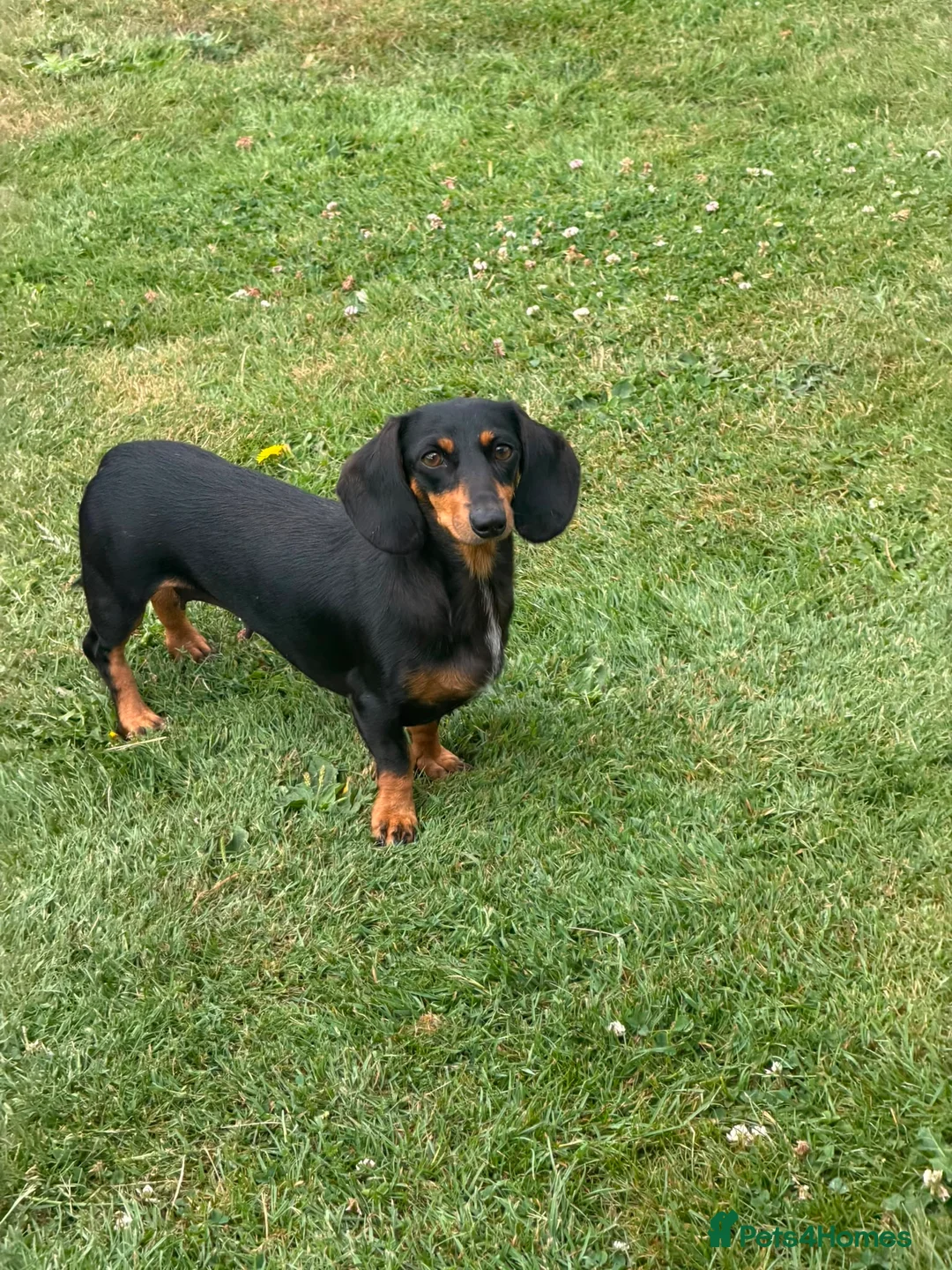 Miniature Dachshund dogs for sale: 3 year old miniature Dutchhound - Advert 2