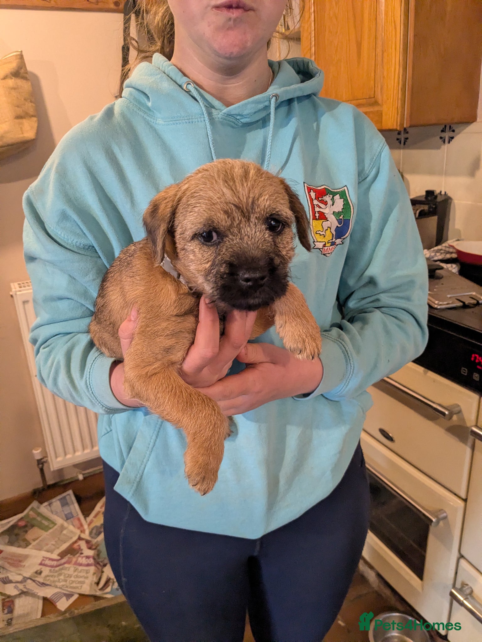 Border Terrier dogs One Beautiful boy left after being let down  - Advert 1