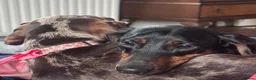 Miniature Dachshund dogs for sale: Gorgeous minature dachshund 4 boys 3 girls in Cheltenham - Advert 5