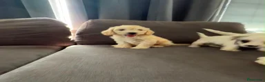 Cockapoo 10
