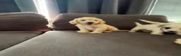 Cockapoo dogs for sale: 10 beautiful cockapoos in Wickford - Advert 6