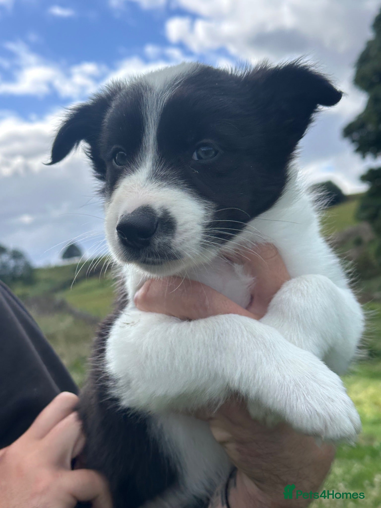 Border Collie dogs Border Collie Puppies - Advert 2