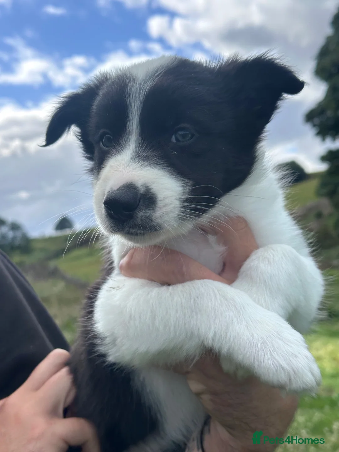 Border Collie dogs for sale: Border Collie Puppies - Advert 2