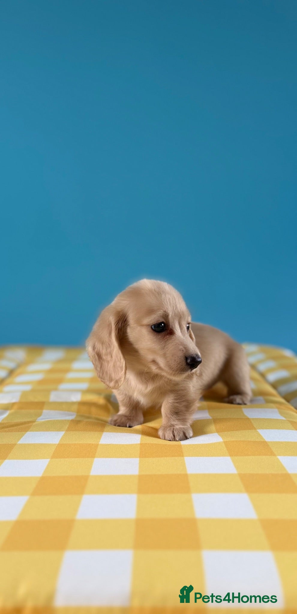 Miniature Dachshund dogs English cream KC registered miniature long haired - Advert 2