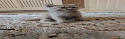 British Shorthair cats for sale: British shorthair  - Advert 11