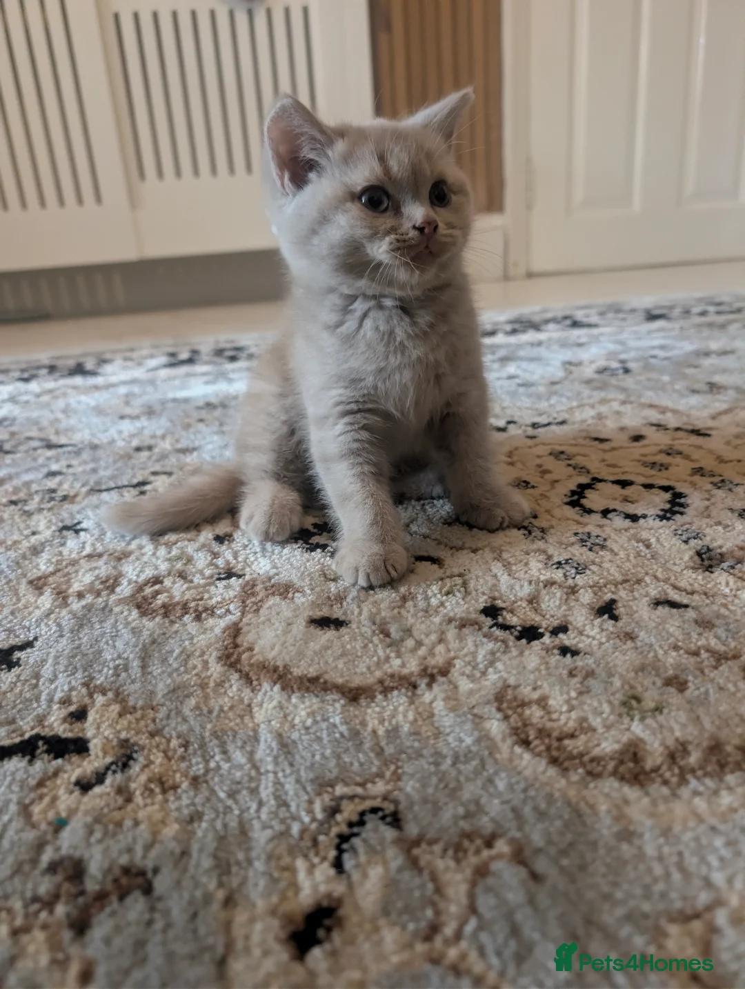 British Shorthair cats for sale: British shorthair  - Advert 11