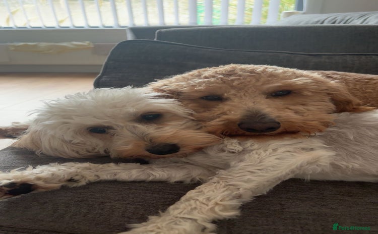 Australian Labradoodle dogs - Advert 1