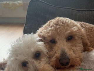 Australian Labradoodle dogs - Advert 5