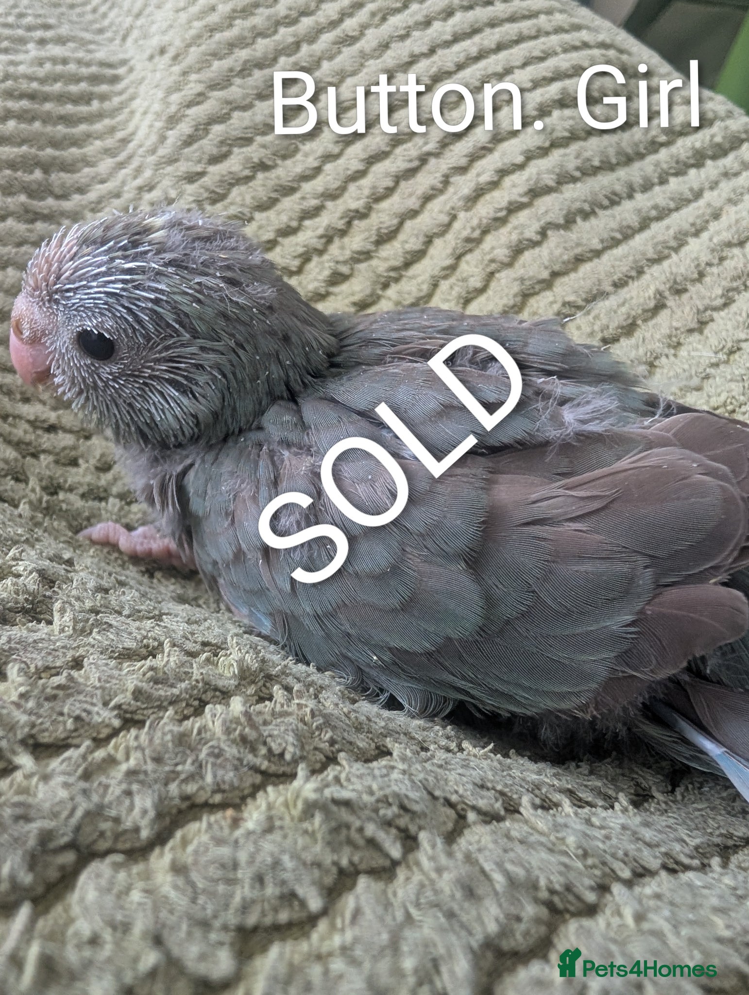 Parakeets birds Family reared baby kakarikis - Advert 2
