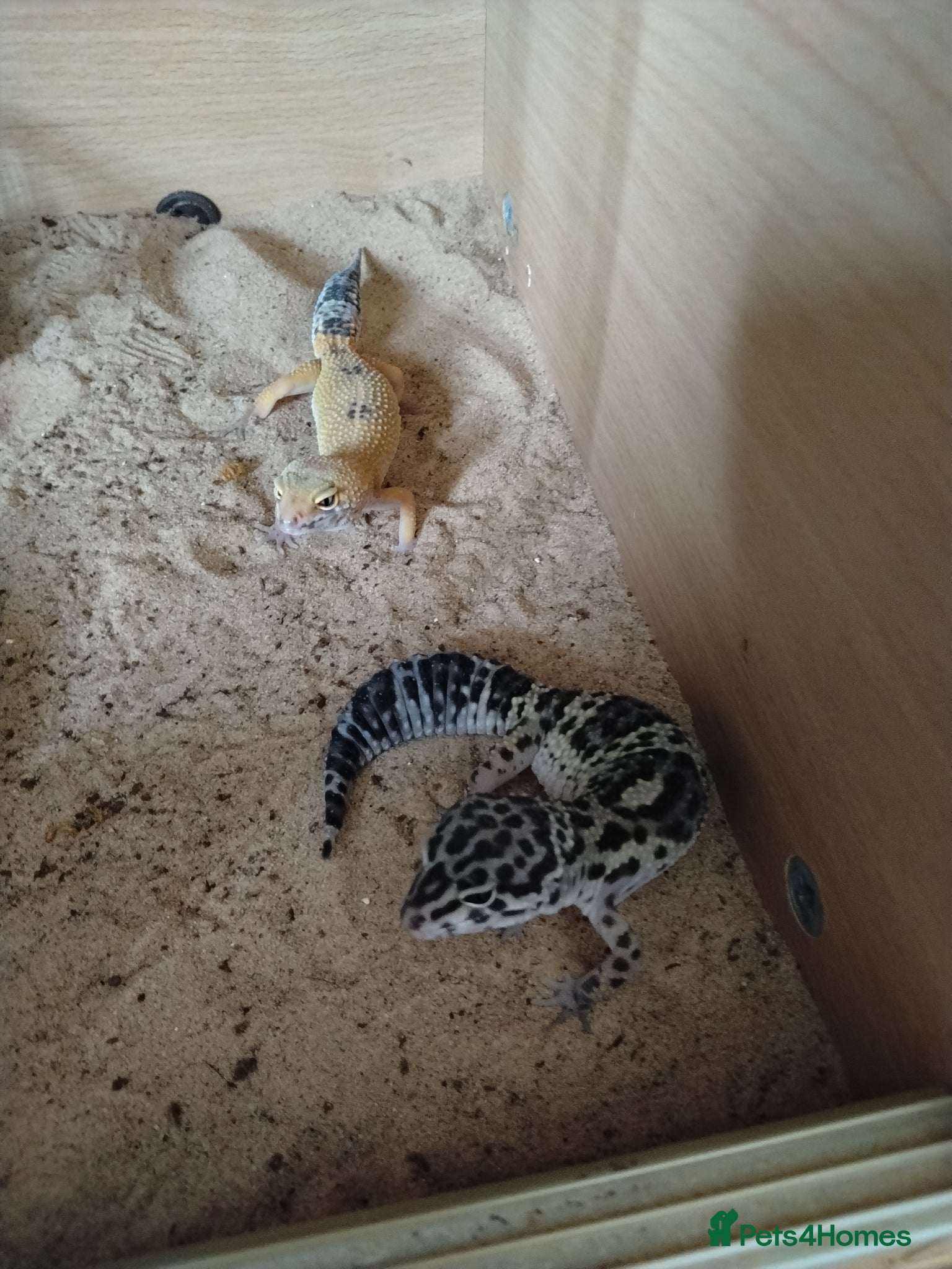 Gecko reptiles Geckos  - Advert 4